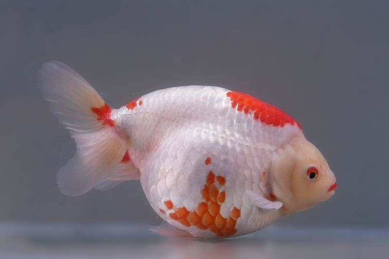 出雲なんきんA 当歳魚 すべて四ッ尾 約7.5～8cm 4匹セット