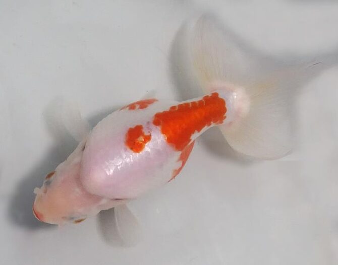 陽春のいづもナンキン2歳 第3弾