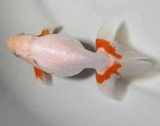 初夏のいづもナンキン２歳魚　《その１》５月１７日公開