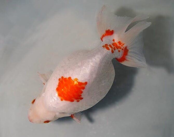 Golden Week　特選魚３歳と４歳　５月３日公開
