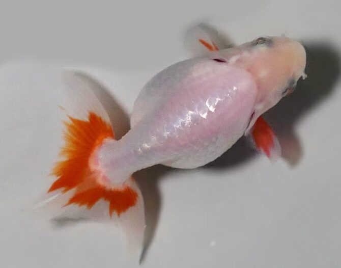 初夏のいづもナンキン２歳魚　《その１》５月１７日公開