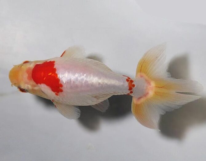 初夏のいづもナンキン２歳魚　《その１》５月１７日公開