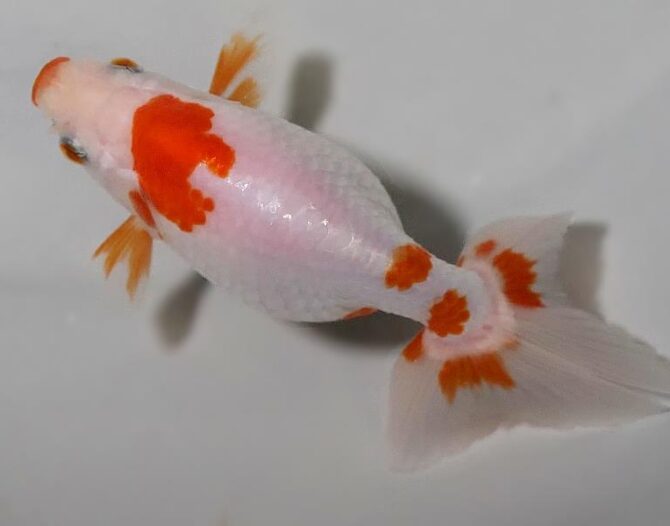 初夏のいづもナンキン２歳魚　《その１》５月１７日公開