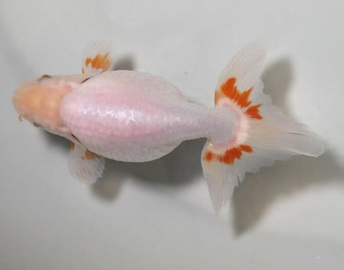 初夏のいづもナンキン２歳魚　《その１》５月１７日公開