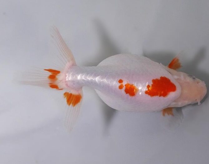初夏のいづもナンキン２歳魚　《その１》５月１７日公開