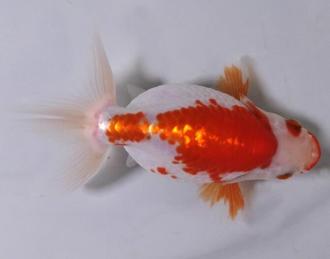 初夏のいづもナンキン２歳魚　《その１》５月１７日公開