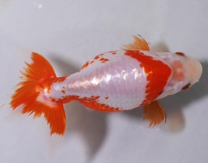 初夏のいづもナンキン２歳魚　《その１》５月１７日公開