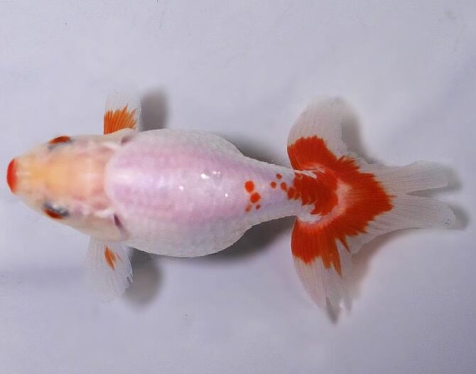 初夏のいづもナンキン２歳魚　《その１》５月１７日公開