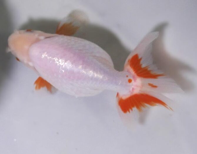 初夏のいづもナンキン２歳魚　《その１》５月１７日公開