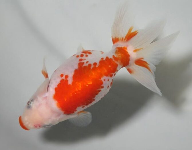初夏のいづもナンキン２歳魚　《その１》５月１７日公開
