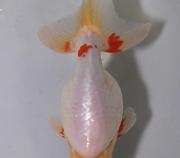 初夏のいづもナンキン２歳魚　《その１》５月１７日公開