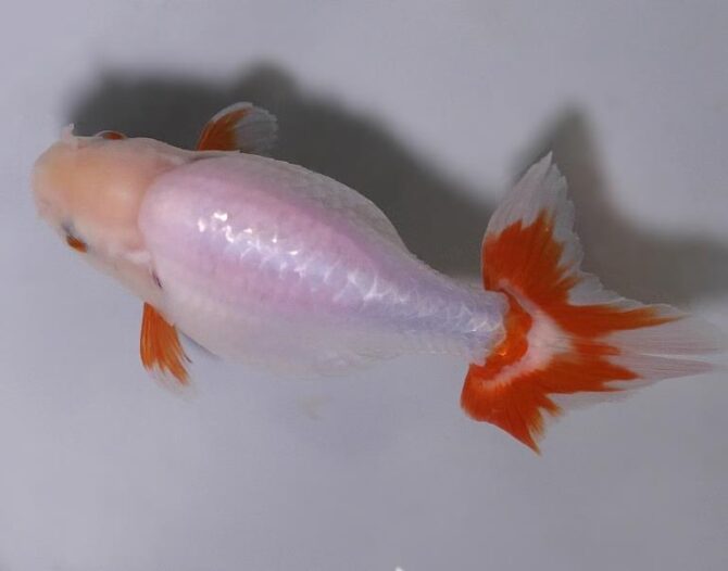 初夏のいづもナンキン２歳魚　《その１》５月１７日公開