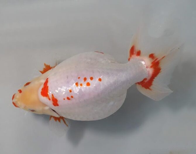 Golden Week　特選魚３歳と４歳　５月３日公開