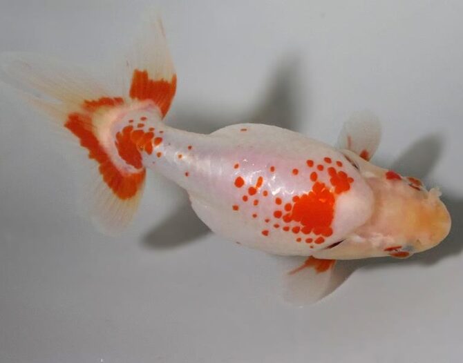 初夏のいづもナンキン２歳魚　《その１》５月１７日公開