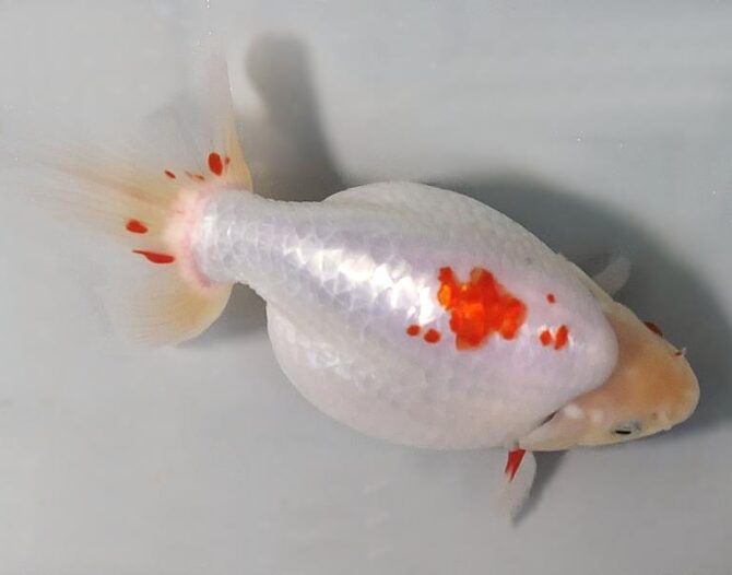 Golden Week　特選魚３歳と４歳　５月３日公開