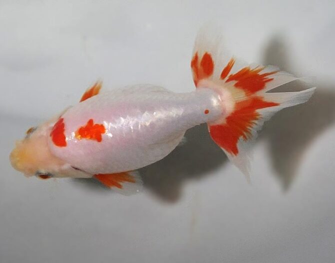 初夏のいづもナンキン２歳魚　《その１》５月１７日公開