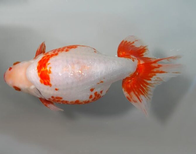 Golden Week　特選魚３歳と４歳　５月３日公開