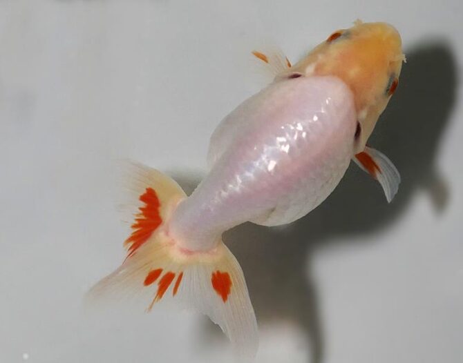 初夏のいづもナンキン２歳魚　《その１》５月１７日公開