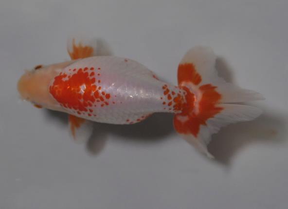 初夏のいづもナンキン２歳魚　《その１》５月１７日公開