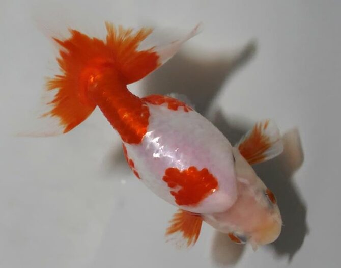 初夏のいづもナンキン２歳魚　《その１》５月１７日公開