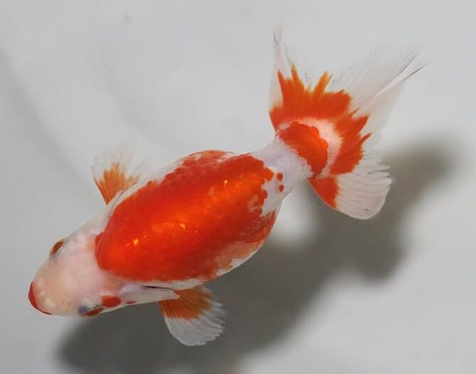 初夏のいづもナンキン２歳魚　《その１》５月１７日公開