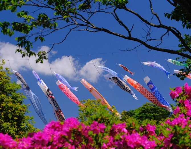 初夏のいづもナンキン２歳魚　《その１》５月１７日公開
