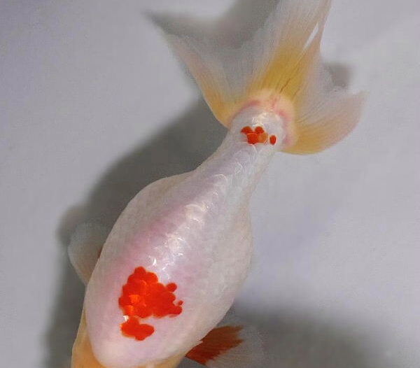 初夏のいづもナンキン２歳魚　《その１》５月１７日公開