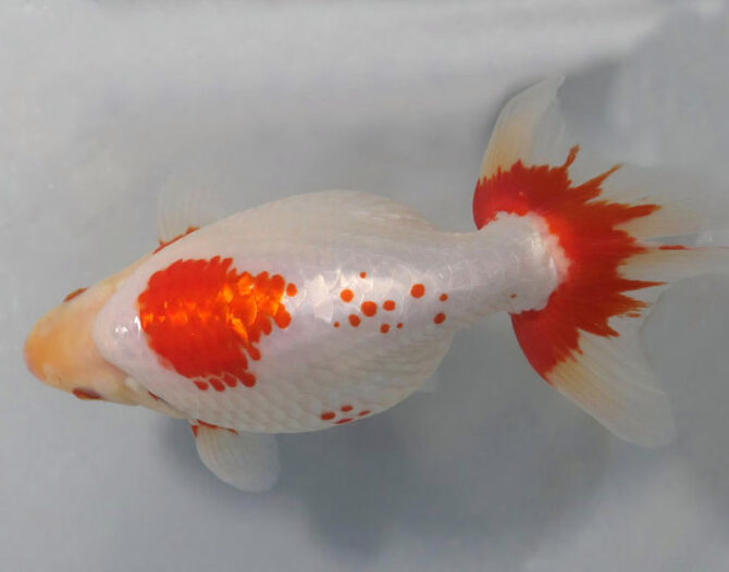 Golden Week　特選魚３歳と４歳　５月３日公開