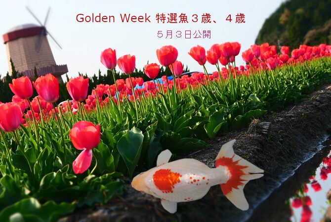 Golden Week　特選魚３歳と４歳　５月３日公開