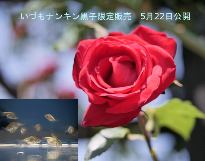 いづもナンキン黒仔数量限定　5月22日公開