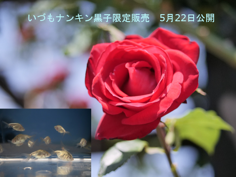 いづもナンキン黒仔数量限定 5月22日公開