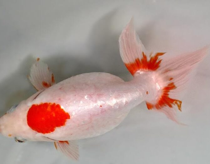 深緑のいづもナンキン３歳と４歳魚　６月２８日公開