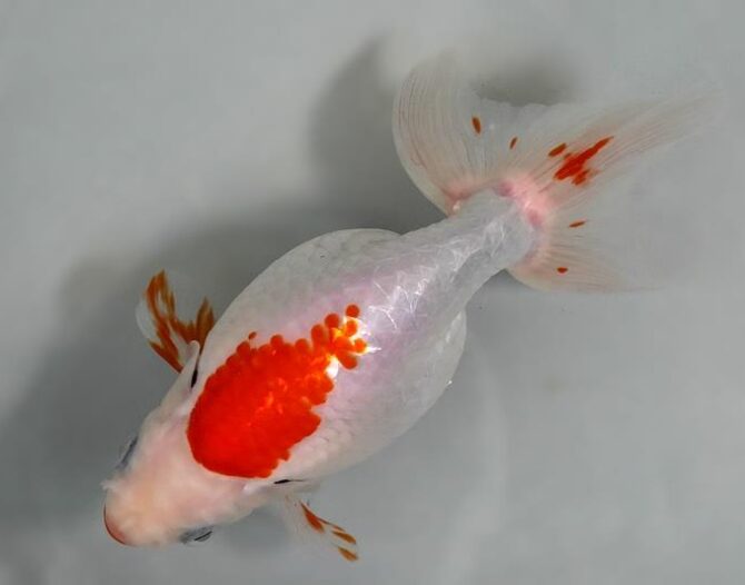 深緑のいづもナンキン３歳と４歳魚　６月２８日公開