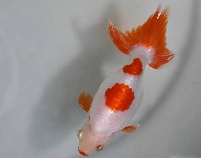 深緑のいづもナンキン３歳と４歳魚　６月２８日公開