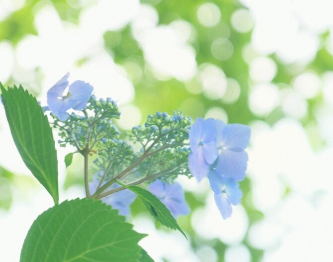 深緑のいづもナンキン３歳と４歳魚　６月２８日公開