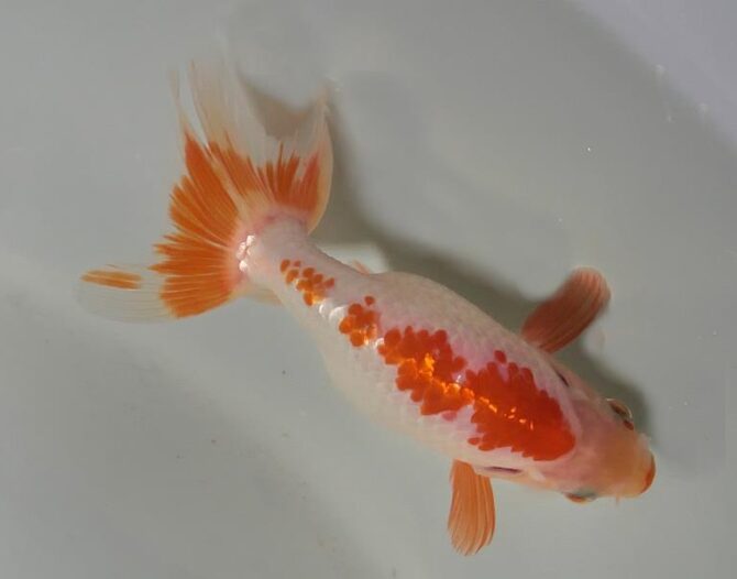 夏の風物詩いずもナンキンで凉を彩る！2歳良魚　8月26日公開