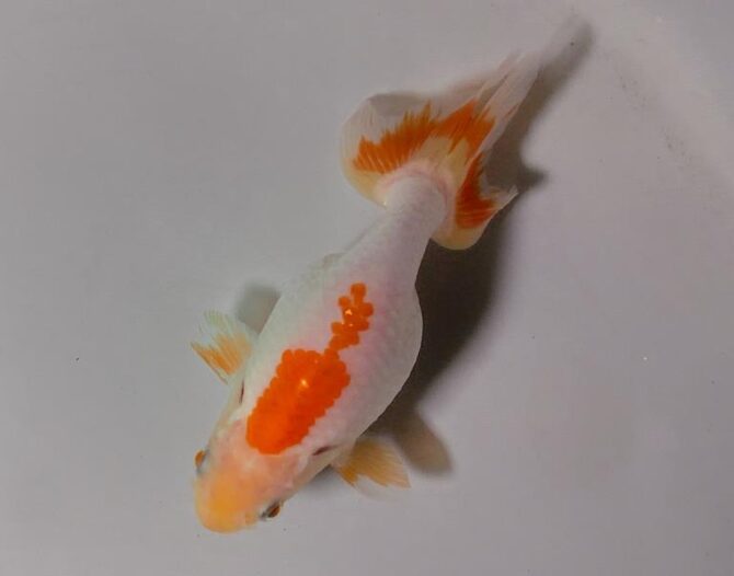 夏の風物詩いずもナンキンで凉を彩る！2歳良魚　8月26日公開