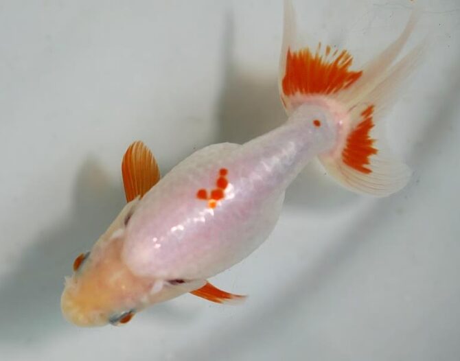 夏の風物詩いずもナンキンで凉を彩る！2歳良魚　8月26日公開