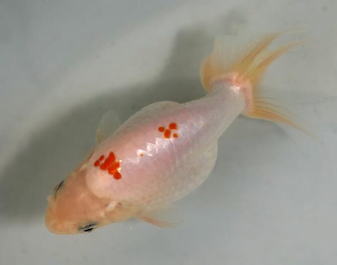 夏の風物詩いずもナンキンで凉を彩る！2歳良魚　8月26日公開