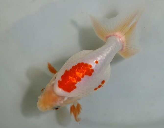 夏の風物詩いずもナンキンで凉を彩る！2歳良魚　8月26日公開