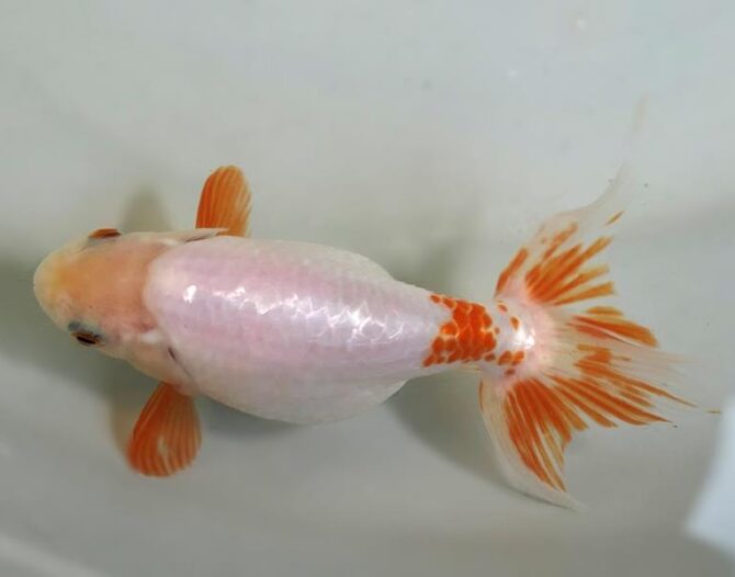 夏の風物詩いずもナンキンで凉を彩る！2歳良魚　8月26日公開