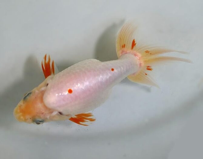 夏の風物詩いずもナンキンで凉を彩る！2歳良魚　8月26日公開