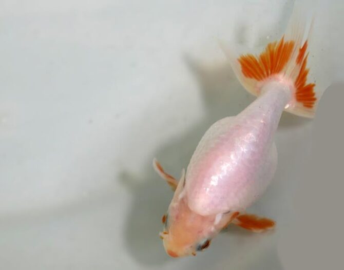 夏の風物詩いずもナンキンで凉を彩る！2歳良魚　8月26日公開