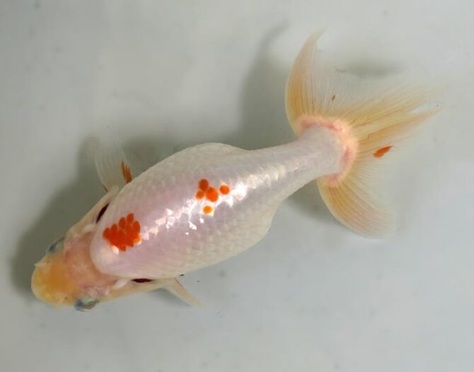 夏の風物詩いずもナンキンで凉を彩る！2歳良魚　8月26日公開