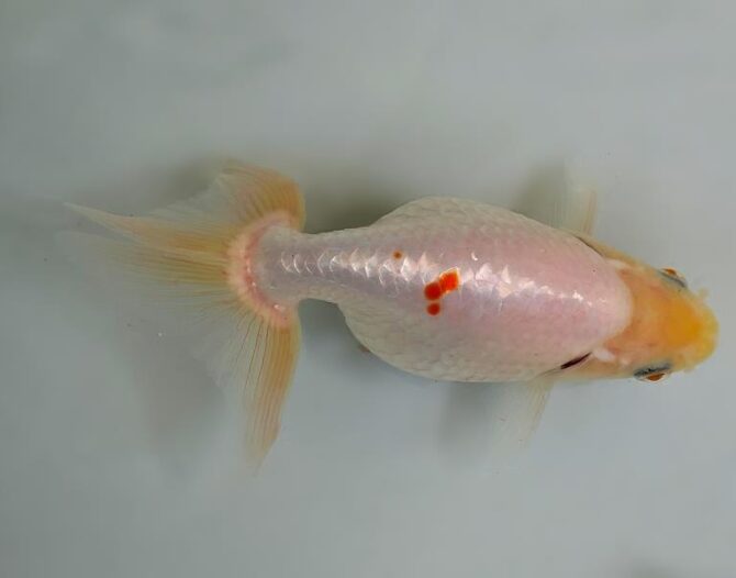 夏の風物詩いずもナンキンで凉を彩る！2歳良魚　8月26日公開