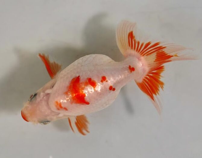 夏の風物詩いずもナンキンで凉を彩る！2歳良魚　8月26日公開
