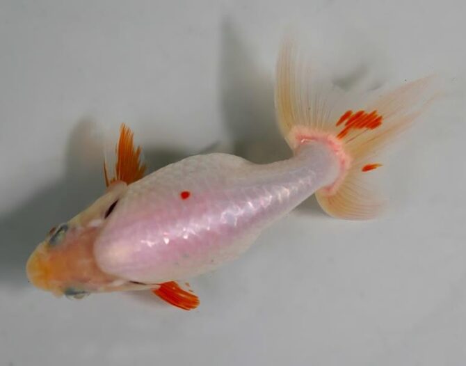 夏の風物詩いずもナンキンで凉を彩る！2歳良魚　8月26日公開