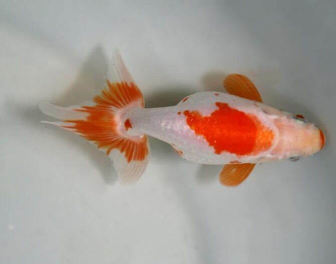 夏の風物詩いずもナンキンで凉を彩る！2歳良魚　8月26日公開