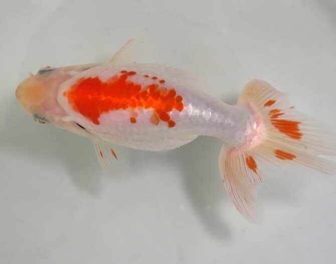 夏の風物詩いずもナンキンで凉を彩る！2歳良魚　8月26日公開