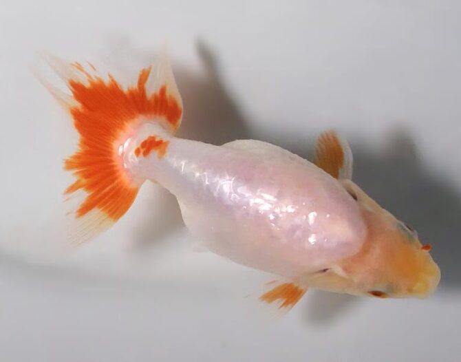 夏の風物詩いずもナンキンで凉を彩る！2歳良魚　8月26日公開